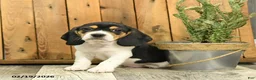 Beagle dogs for sale: Max - Ad 3
