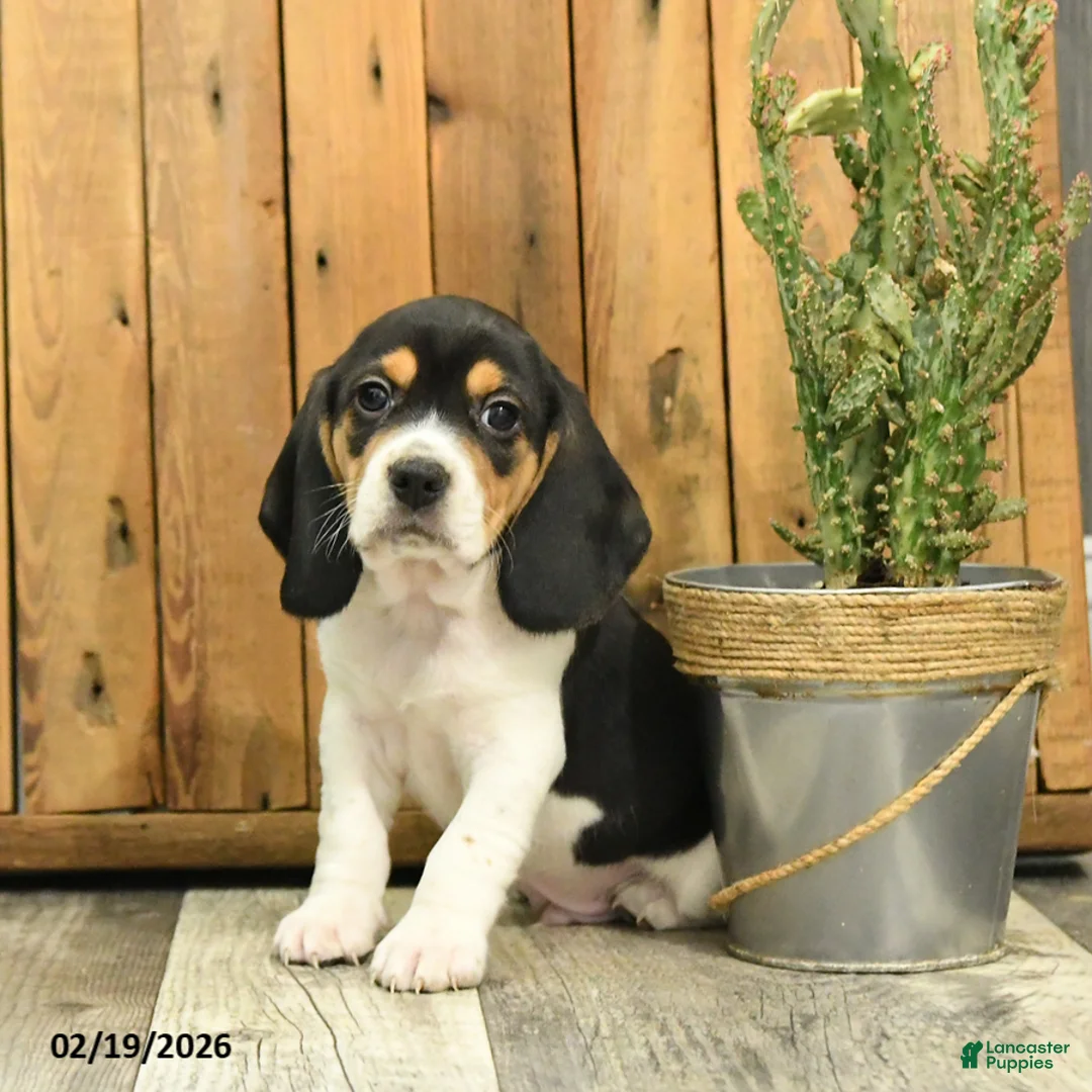 Beagle dogs for sale: Max - Ad 3