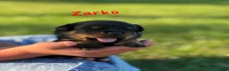 Rottweiler dogs for sale: Zarko w LONG TAIL  - Ad 3