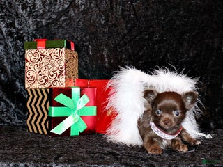 Chihuahua dogs Yaritza - Ad 7