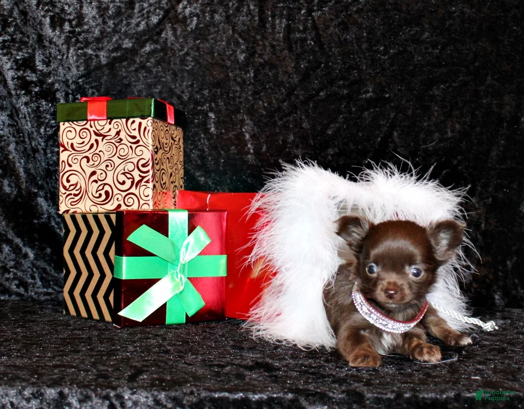 Chihuahua dogs for sale: Yaritza - Ad 1