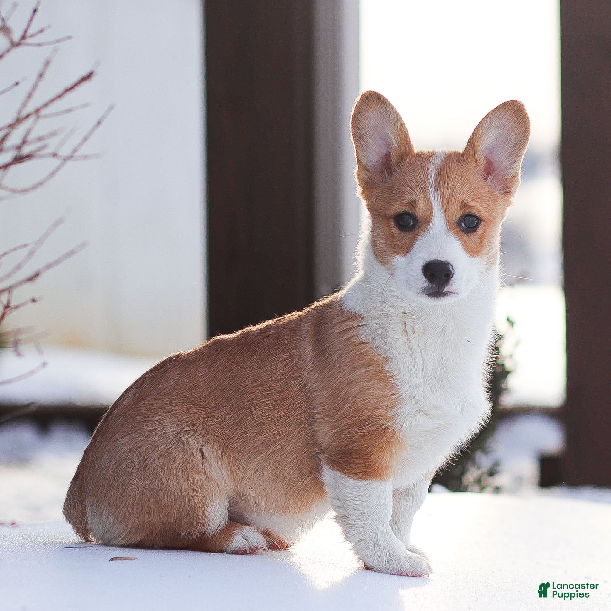 Welsh Corgi Pembroke dogs Karson Welsh Corgi Pembroke - Ad 2
