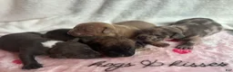 American Bully dogs for sale: American Bully 4 - Ad 6