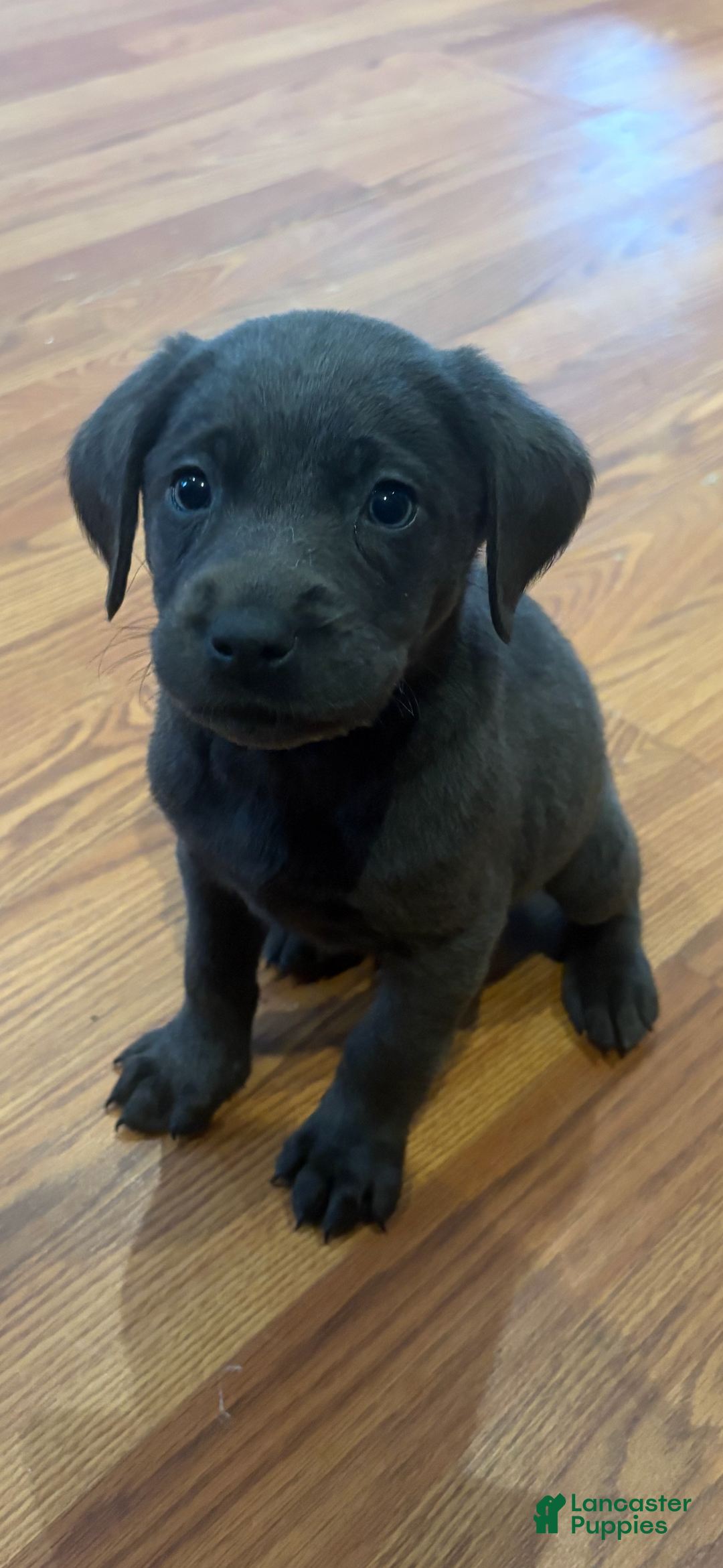 Labrador Retriever dogs for sale: River - Ad 2
