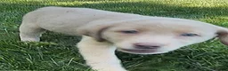 Labrador Retriever dogs for sale: Labrador Retriever 1 - Ad 17