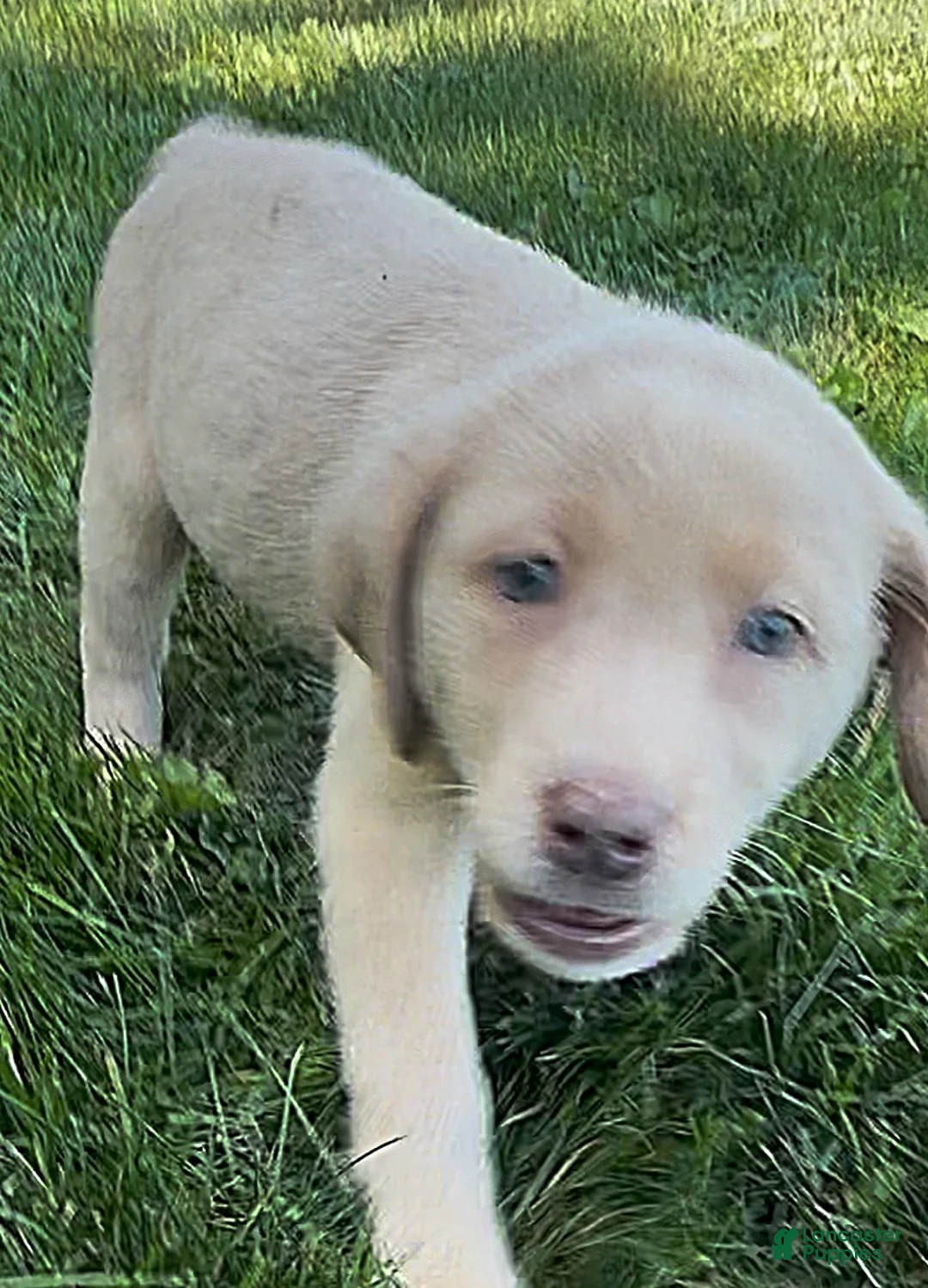 Labrador Retriever dogs for sale: Labrador Retriever 1 - Ad 17