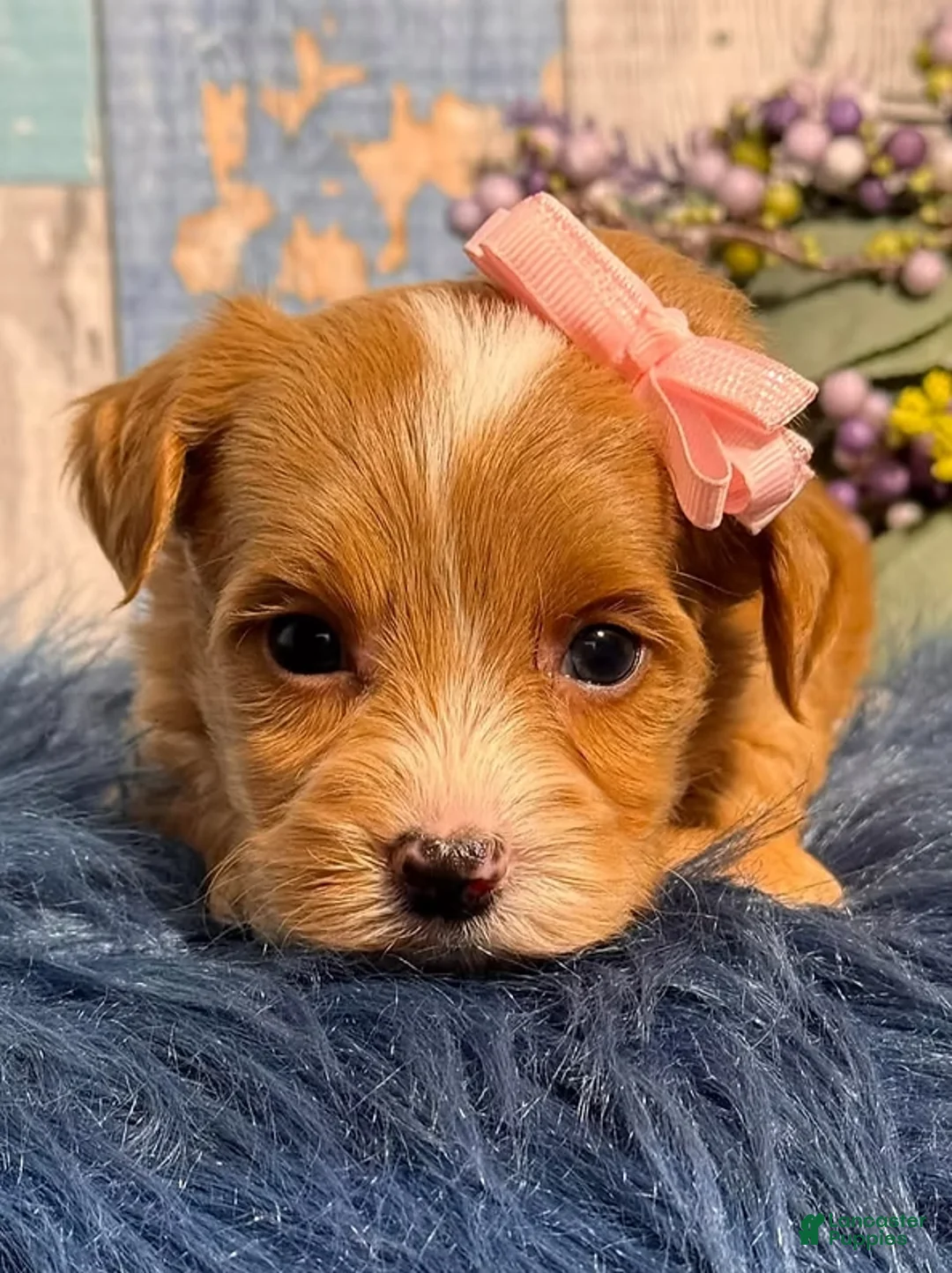 Yorkiepoo dogs for sale: Yorkiepoo Puppy 1 - Ad 1