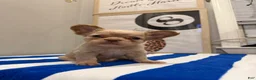 French Bulldog dogs for sale: Beefy - Ad 4