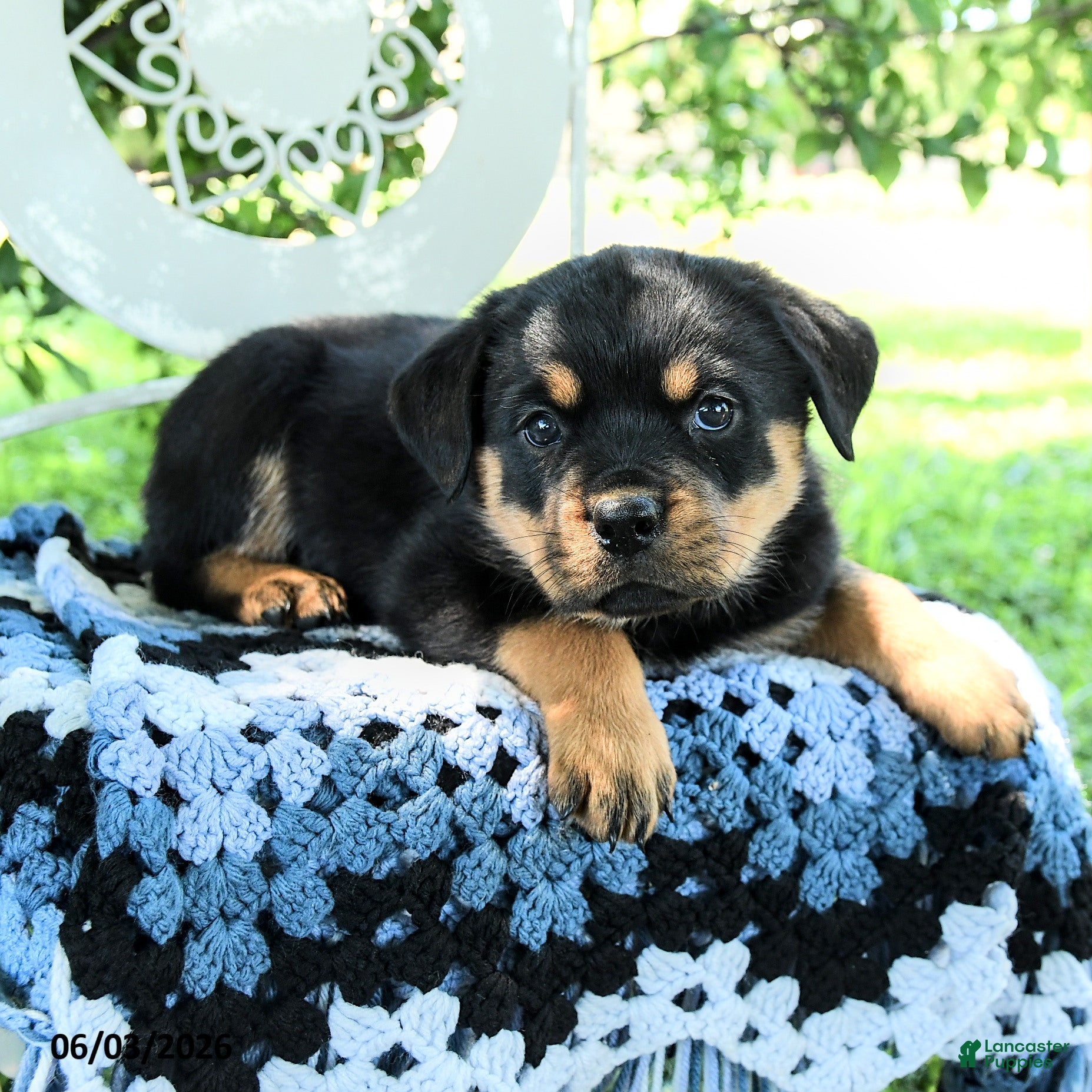 Rottweiler dogs for sale: Juniper - Ad 3