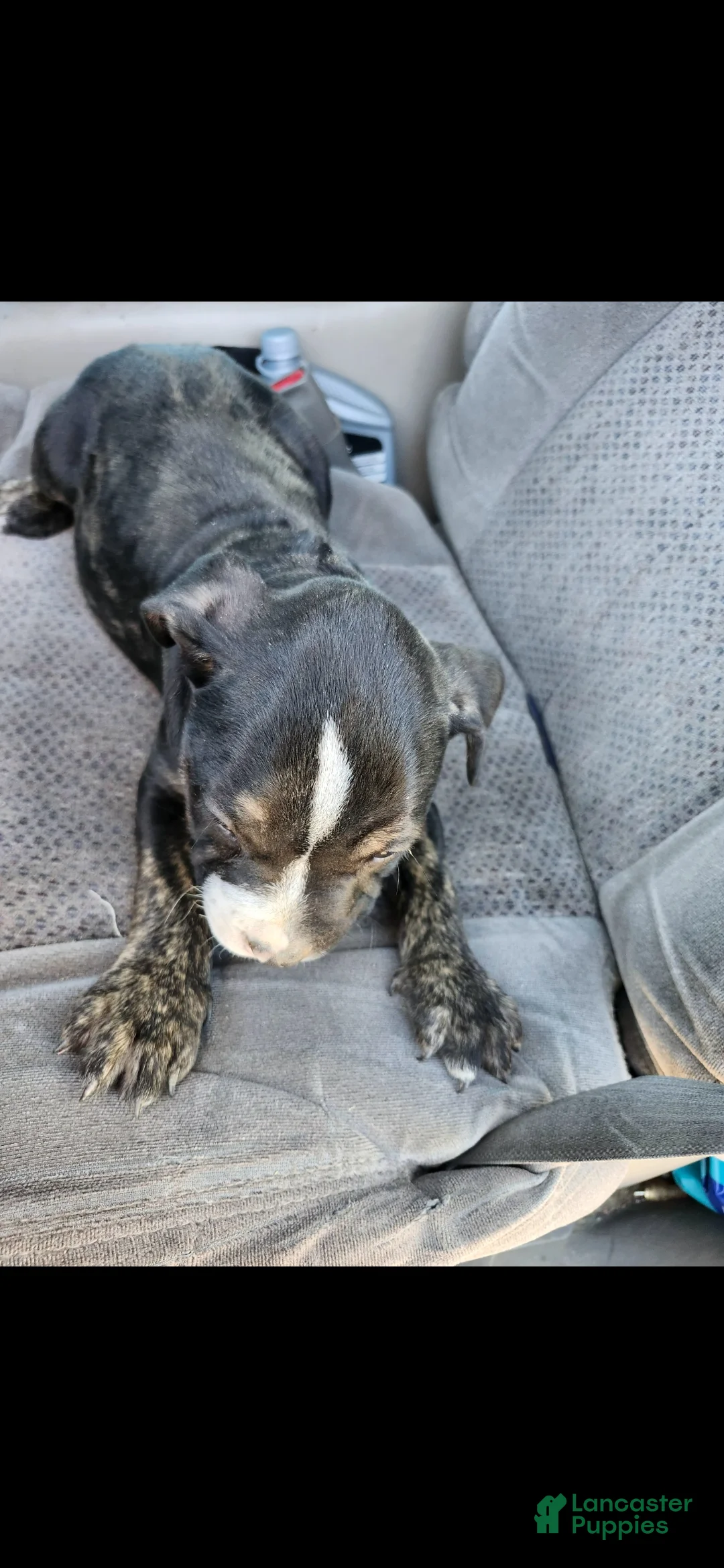 Mixed Breed dogs for sale: Mixed Breed 2 - Ad 2