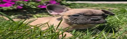 French Bulldog dogs for sale: French Bread - Ad 5