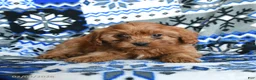 Cavapoo dogs for sale: Snuggles   - Ad 2