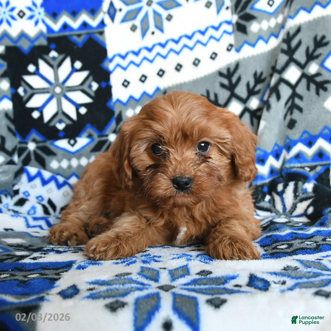 Cavapoo dogs for sale: Snuggles   - Ad 2