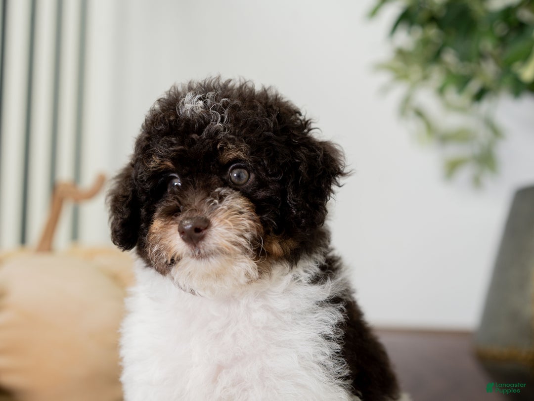 Miniature Poodle dogs for sale: Betty - Ad 9