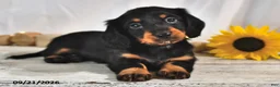 Miniature Dachshund dogs for sale: Espresso - Ad 1