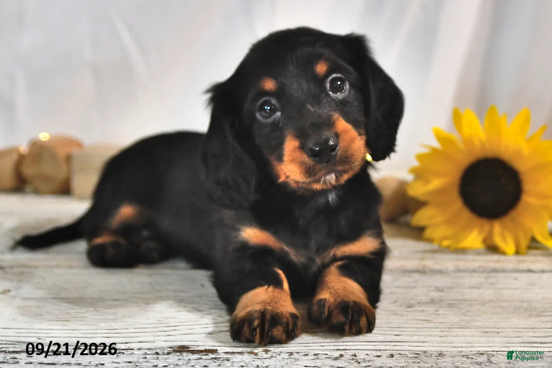 Miniature Dachshund dogs for sale: Espresso - Ad 1