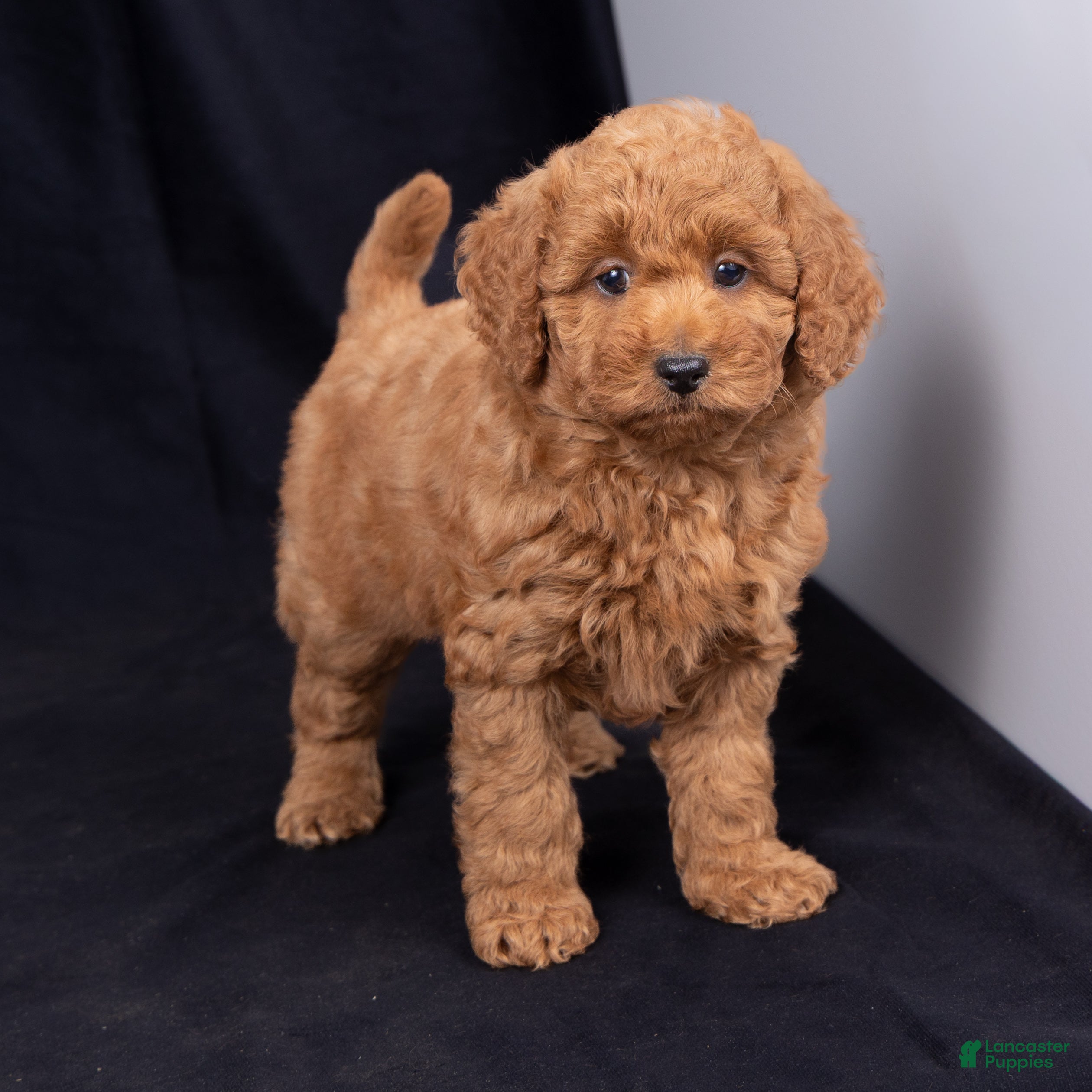 Mini Goldendoodle dogs Katrina - Ad 1