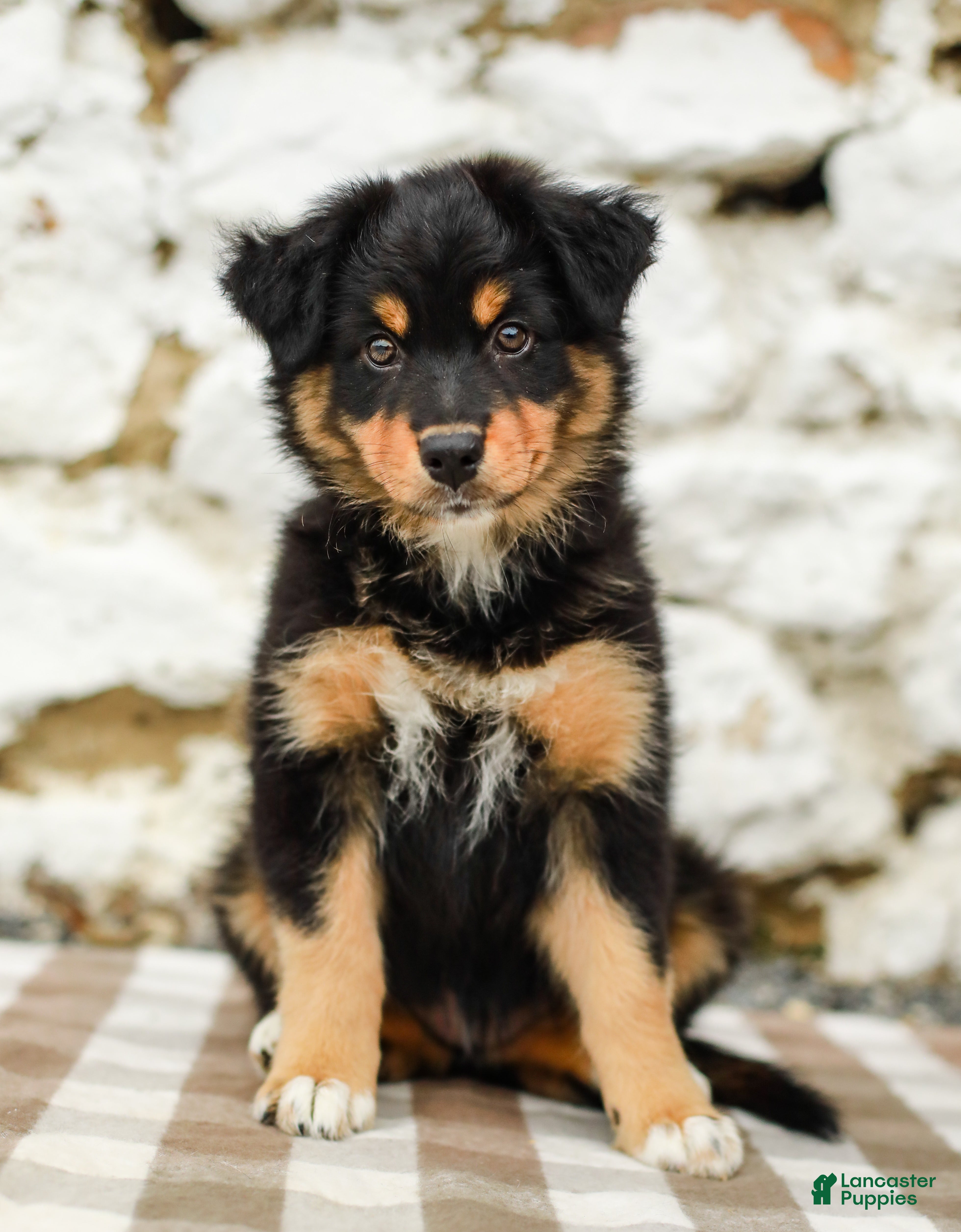Australian Shepherd dogs Trisha - Ad 1
