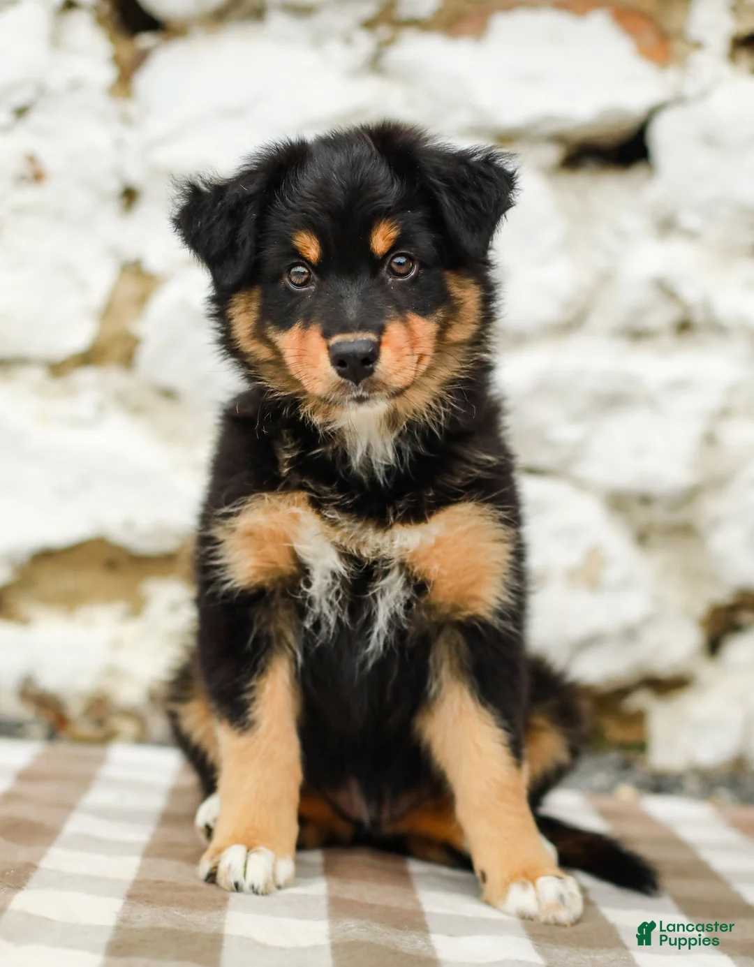 Australian Shepherd dogs for sale: Trisha - Ad 1