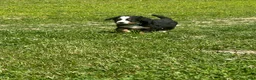 Bernese Mountain Dog dogs for sale: Berner bunch - Ad 8