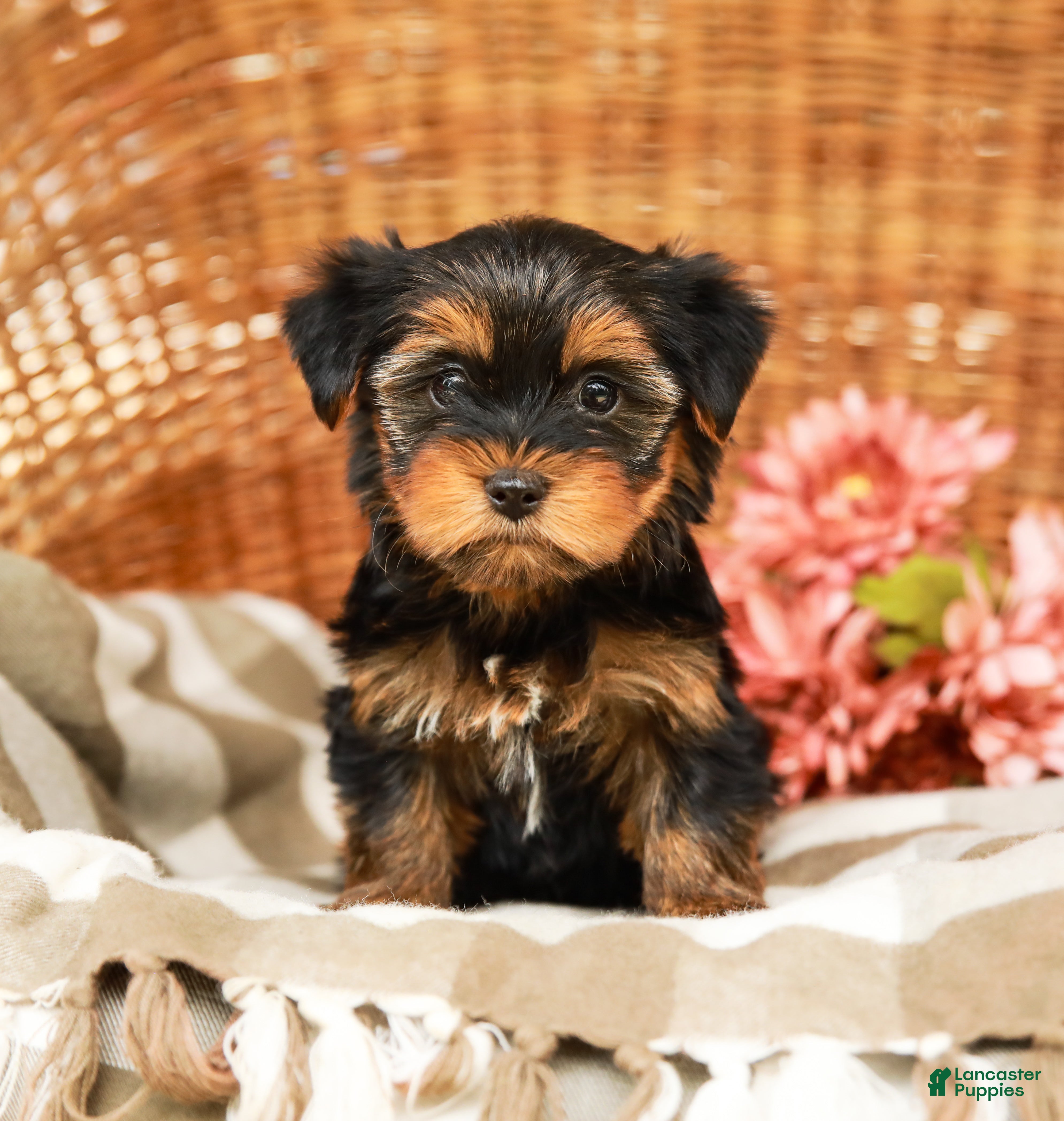 Yorkshire Terrier dogs Gumdrop AKC Champion Bloodline - Ad 1