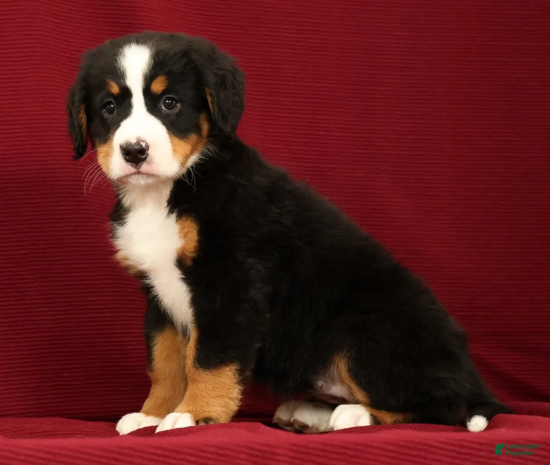 Bernese Mountain Dog dogs for sale: Chloe - Ad 1