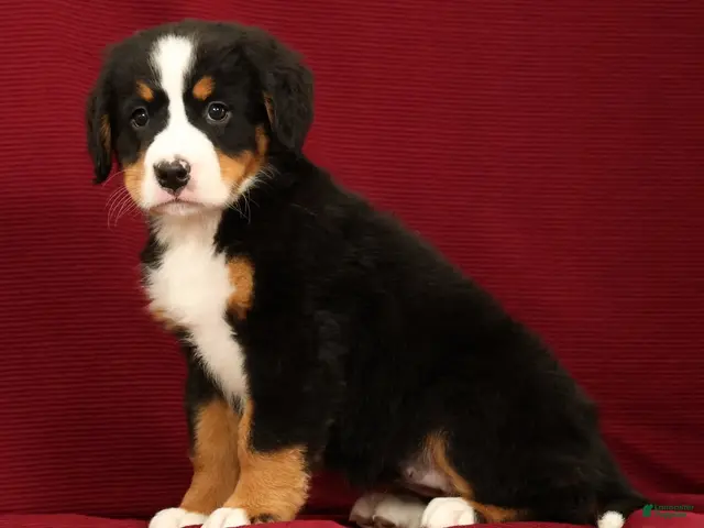 Bernese Mountain Dog dogs Chloe - Ad 1