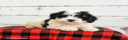 Mini Bernedoodle dogs for sale: Cannoli - Ad 2