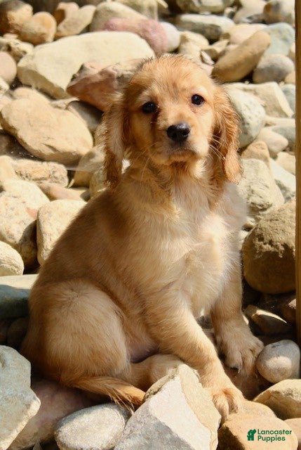 Miniature Golden Retriever dogs Ginger - Ad 2