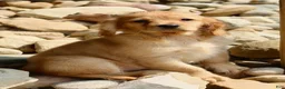 Miniature Golden Retriever dogs for sale: Ginger - Ad 2