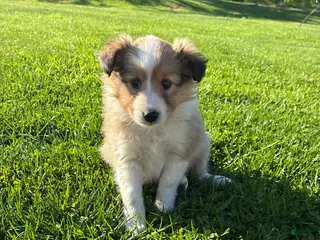 Shetland Sheepdog dogs for sale: Lilly - Ad 3