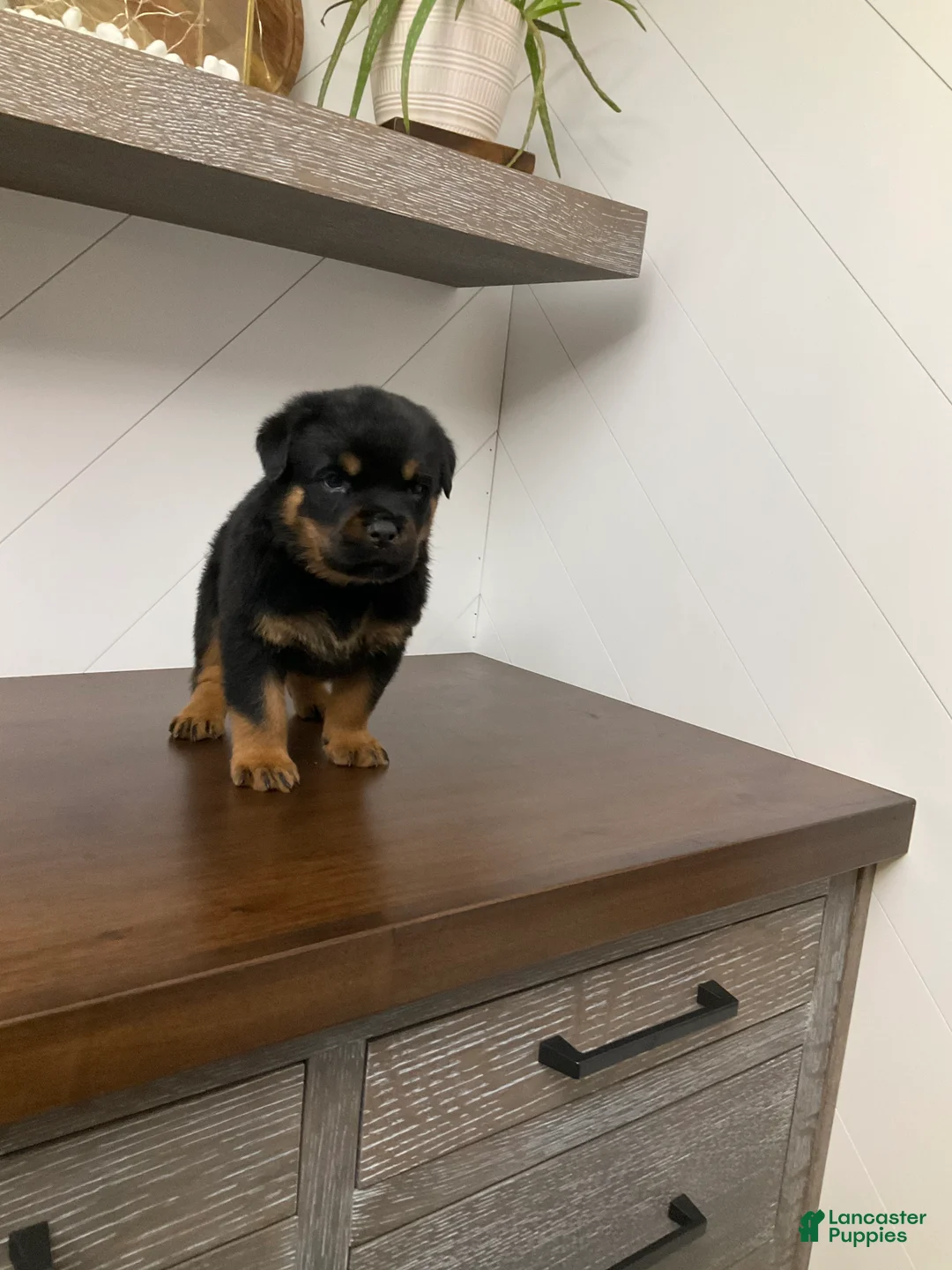 Rottweiler dogs for sale: Rottweiler Puppy 6 - Ad 3