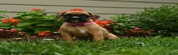 Boxer dogs for sale: Nutmeg - Ad 4