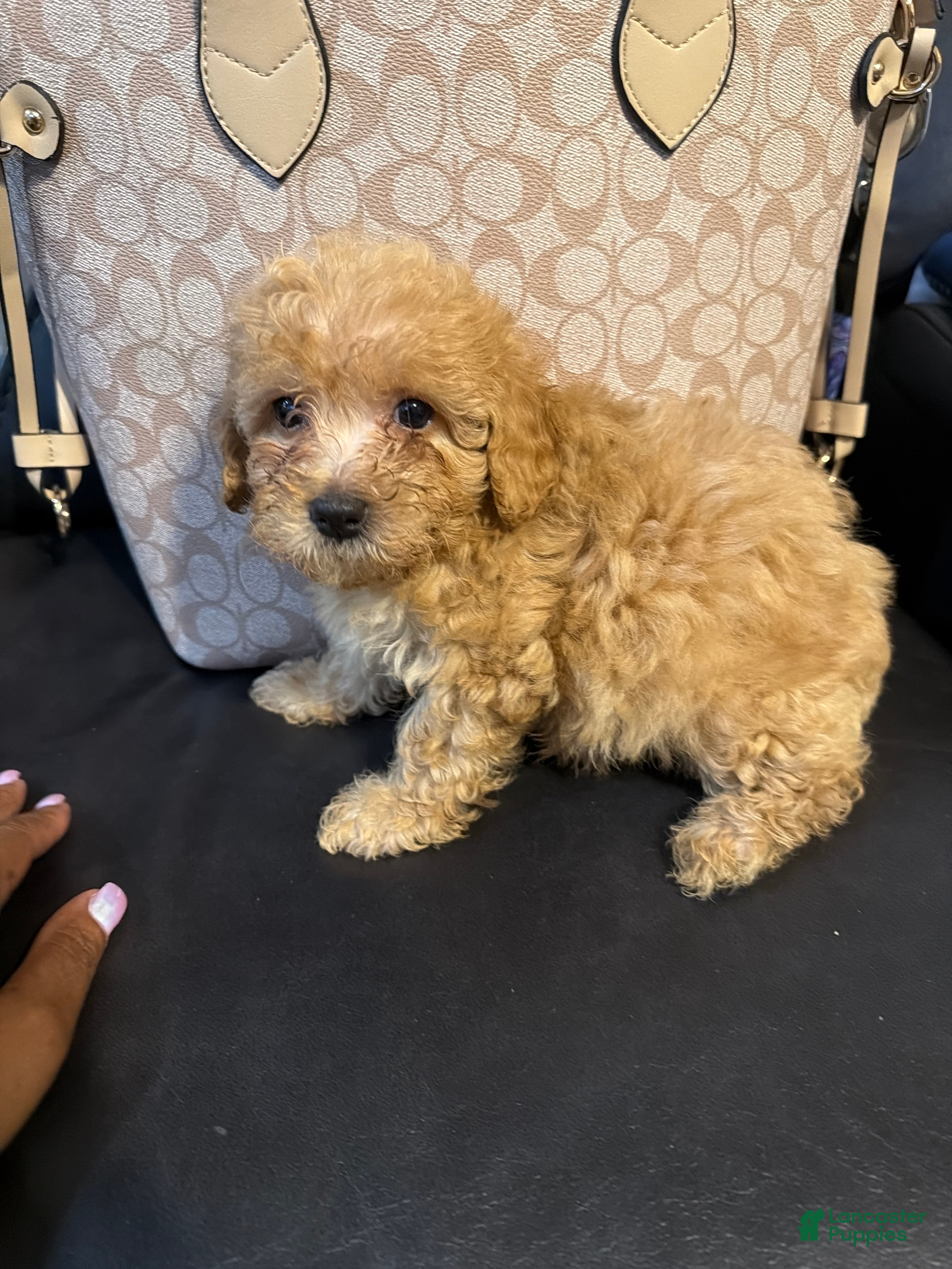 Shihpoo dogs for sale: Shihpoo 2- walnut  - Ad 2