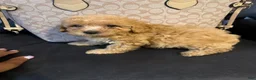 Shihpoo dogs for sale: Shihpoo 2- walnut  - Ad 1