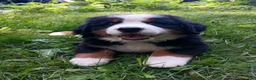 Bernese Mountain Dog dogs for sale: Sierra - female - Orange Collar - Ad 3