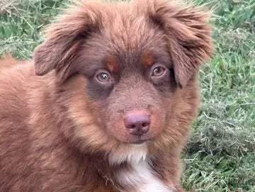 Toy Australian Shepherd dogs for sale: Sheldon - Ad 3