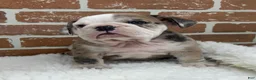 English Bulldog dogs for sale: Teresa - Ad 9