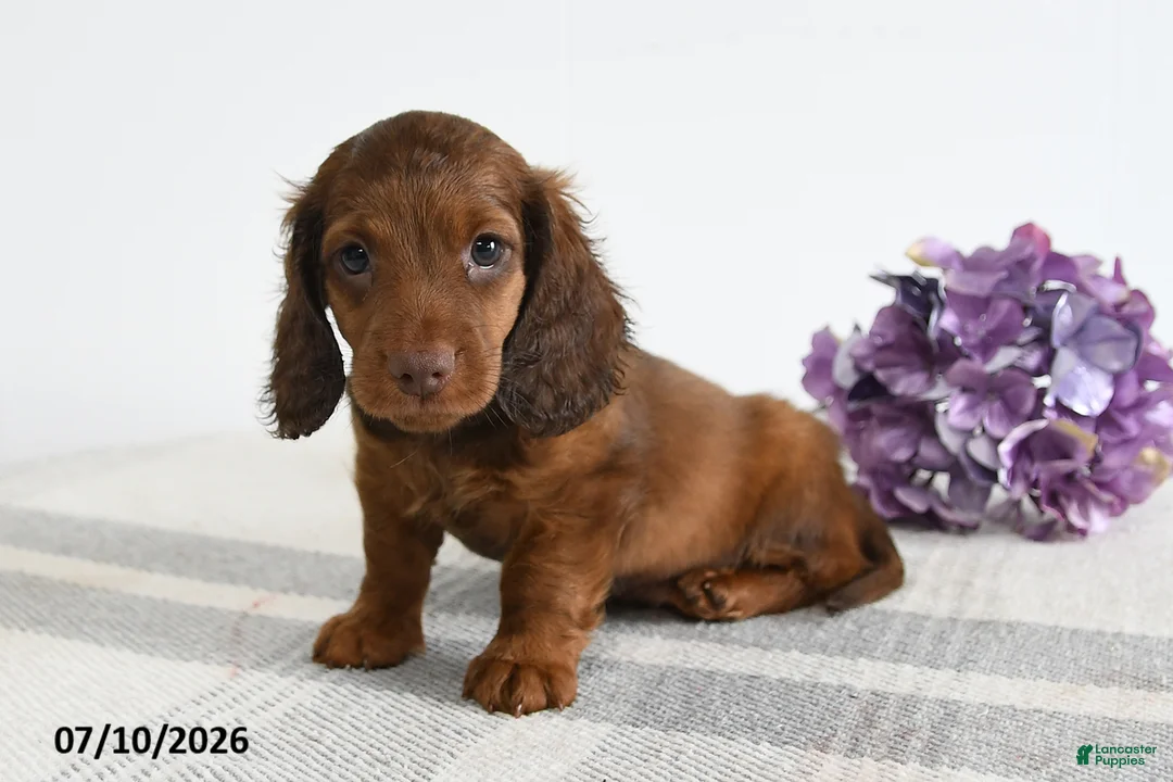 Miniature Dachshund dogs for sale: Ace  - Ad 1