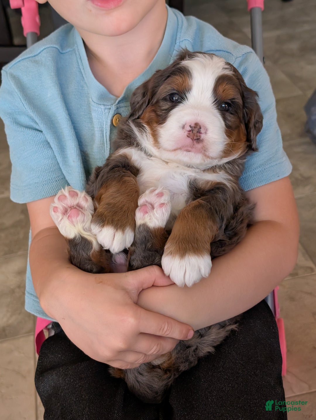 Mini Bernedoodle dogs for sale: Mini Marlo  - Ad 7