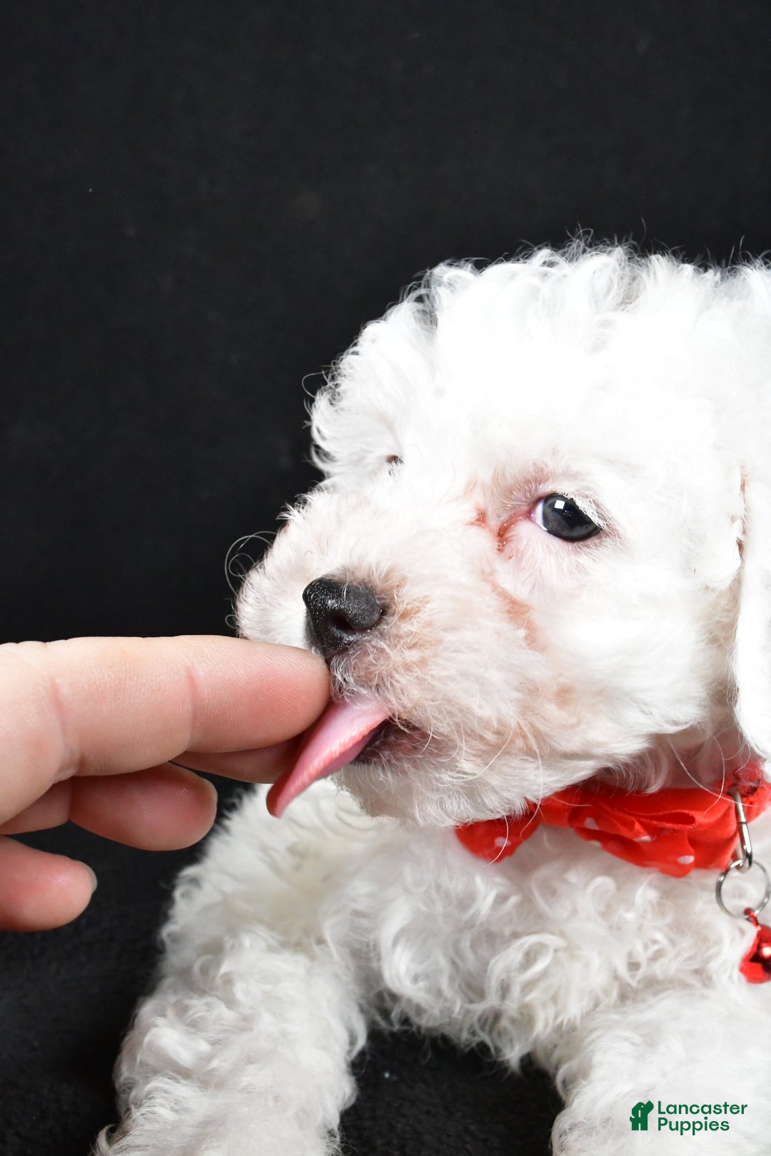 Miniature Poodle dogs for sale: Falcon - Ad 5