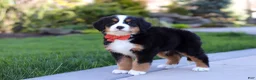 Bernese Mountain Dog dogs for sale: Nala - Ad 7