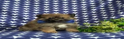 Pomeranian dogs for sale: Marco - Ad 3