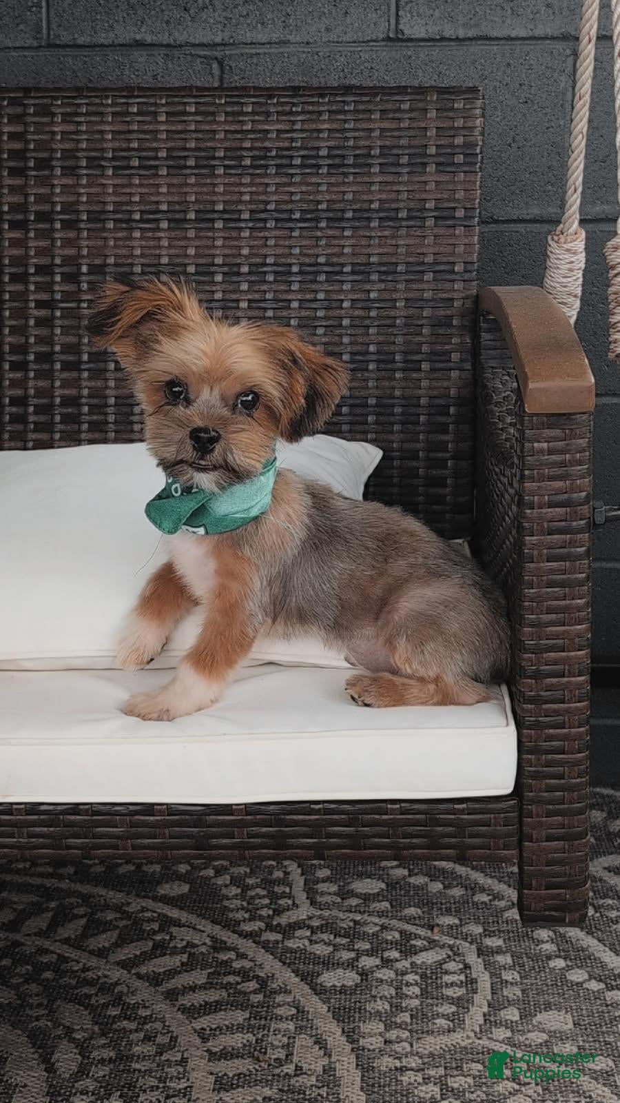 Shorkie dogs RILEY - Ad 1