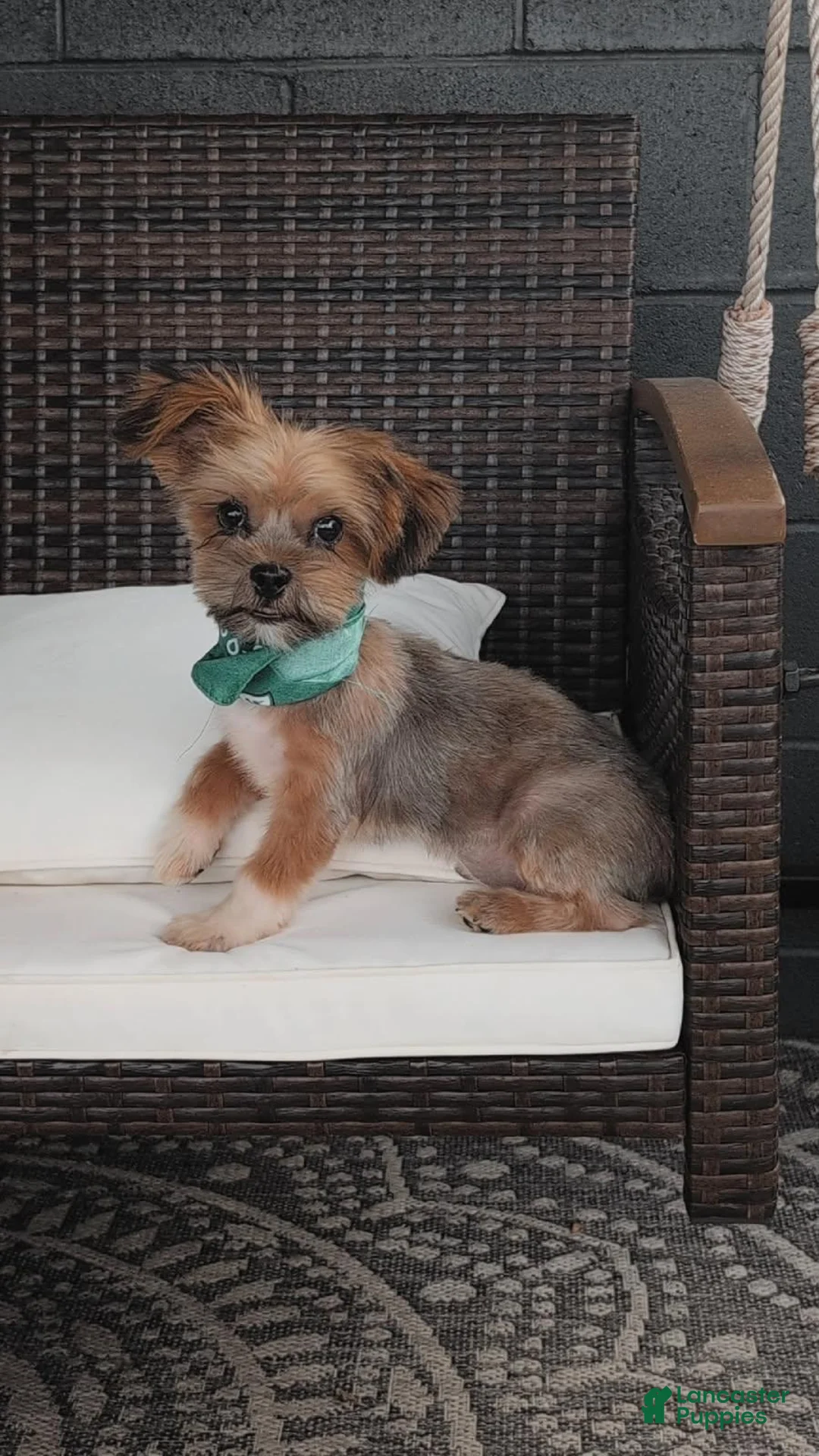 Shorkie dogs for sale: RILEY - Ad 1