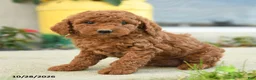 Goldendoodle dogs for sale: Nacho - Ad 1