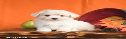 Maltese dogs for sale: Ocean - Ad 3