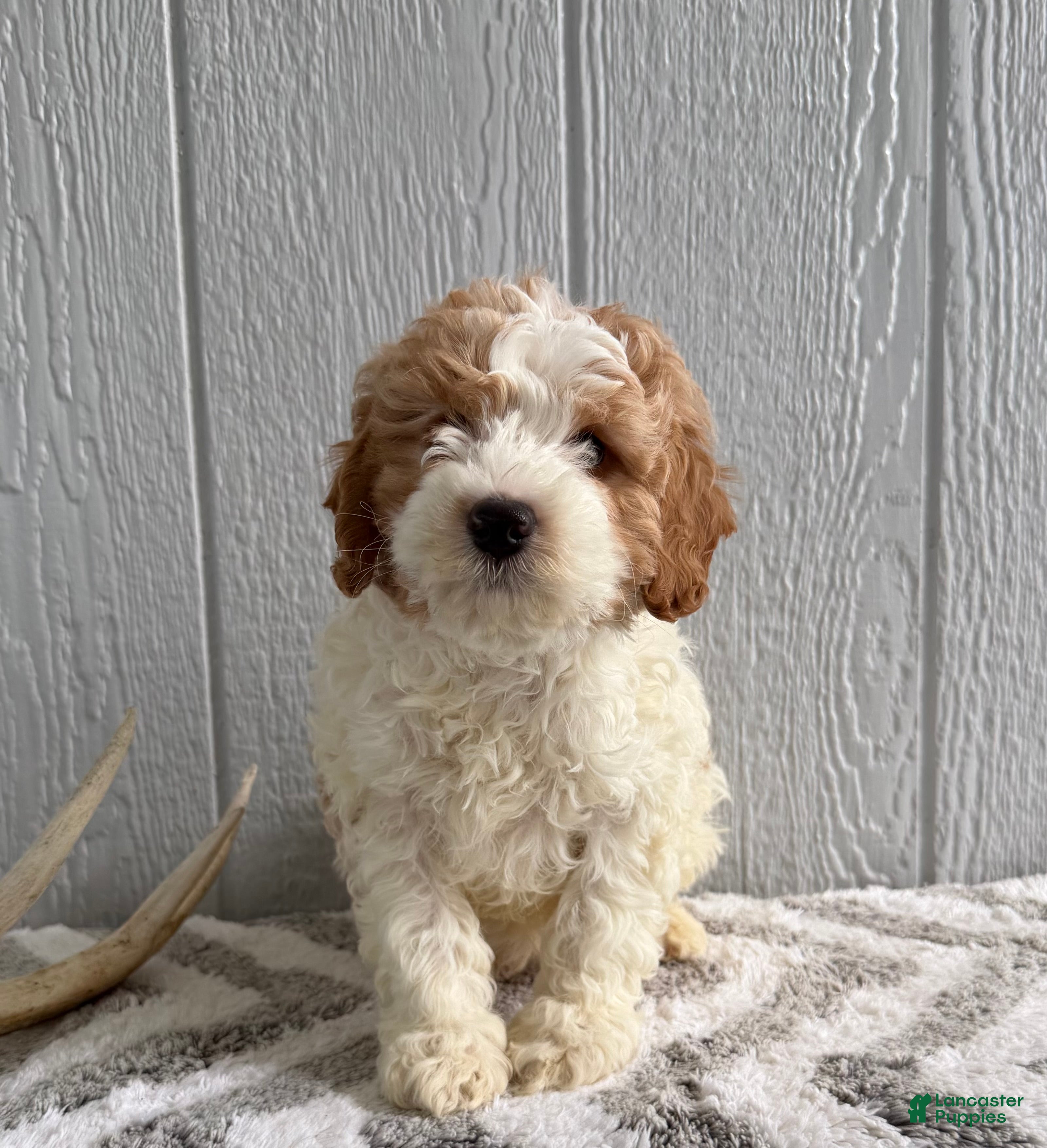 Mini Goldendoodle dogs Rocket - Ad 1