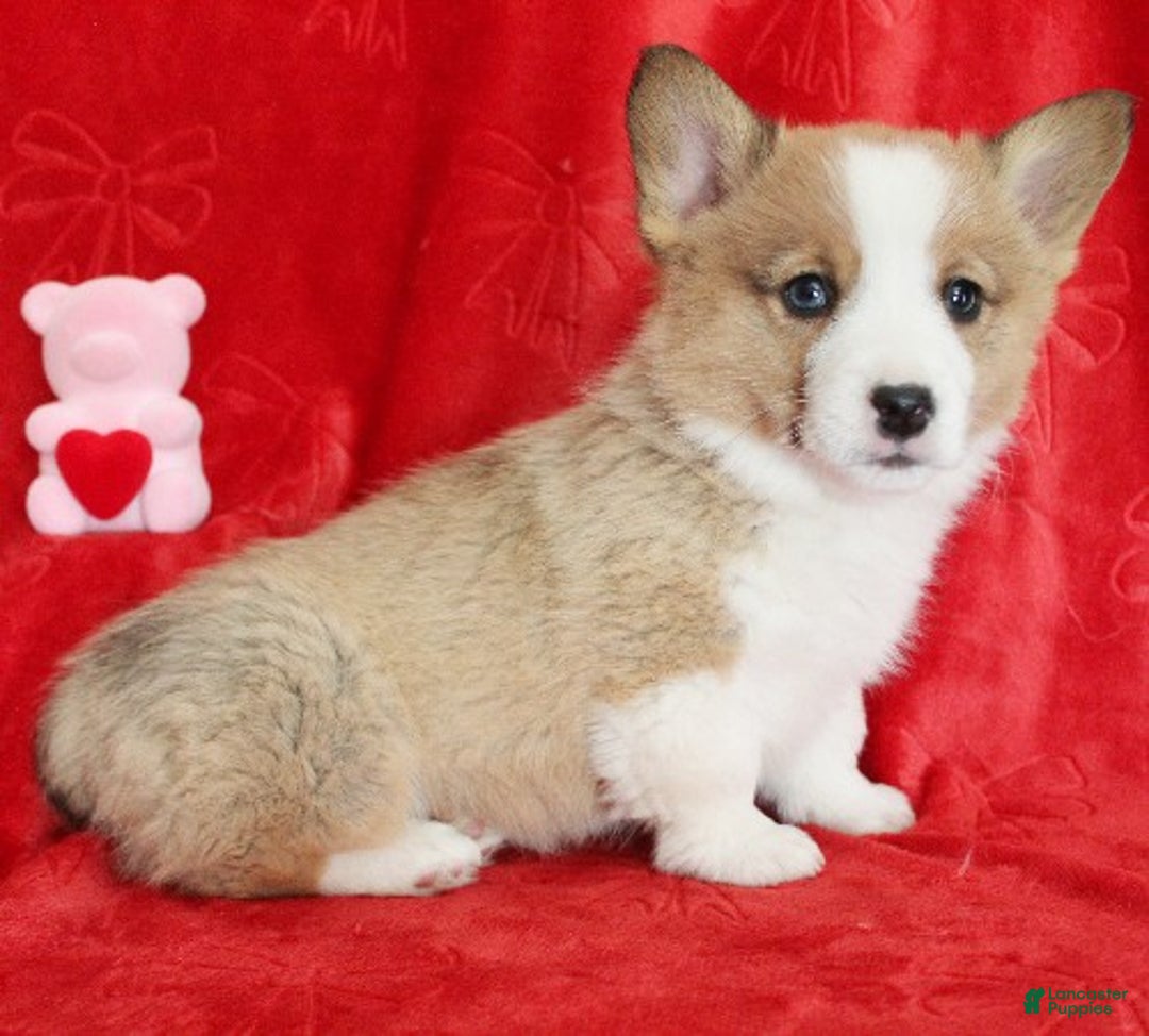 Welsh Corgi Pembroke dogs for sale: Blitzen Genetically CLEAR - Ad 2