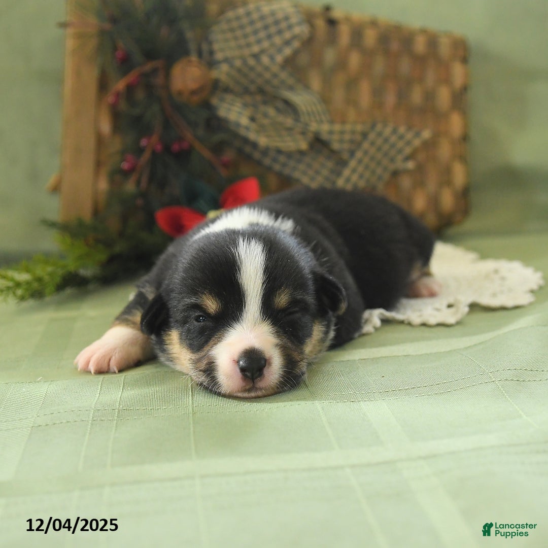 Welsh Corgi Pembroke dogs for sale: Pepper - Ad 5